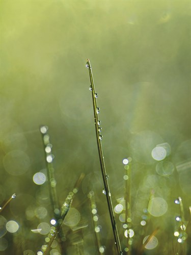 Dew - Andreas Stridsberg