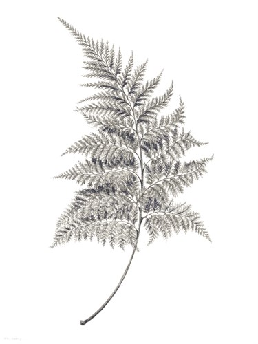 Fern Frond I - Hilary Armstrong