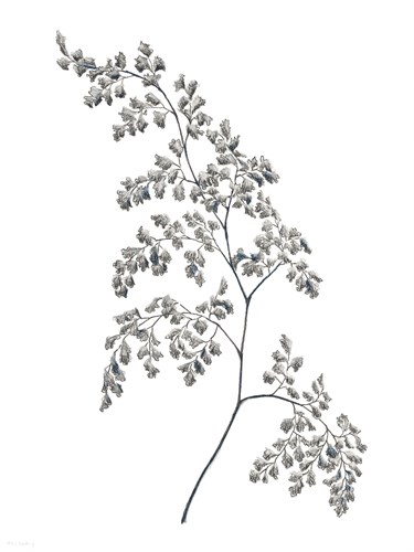 Fern Frond II - Hilary Armstrong