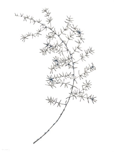 Fern Frond IV - Hilary Armstrong