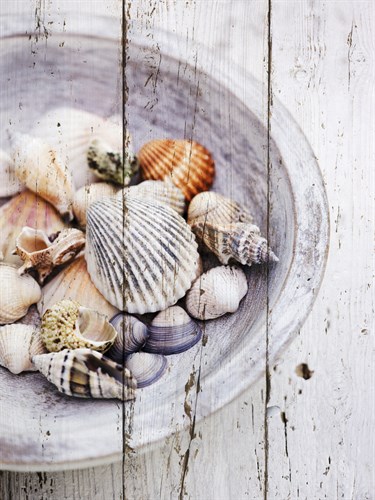 Nantucket Shells I - James Guilliam