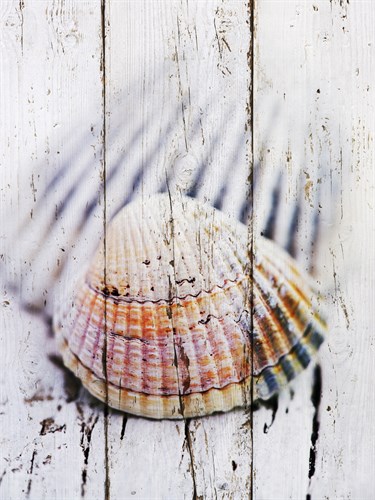 Nantucket Shells II - James Guilliam