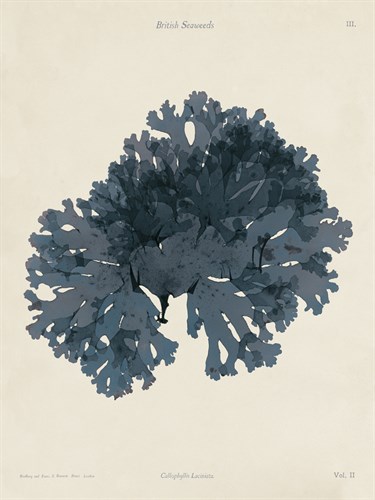 Callophyllis Laciniata - Henry Bradbury