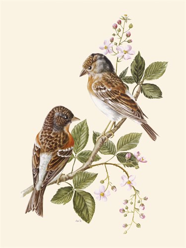 Brambling - Anatole Marlin
