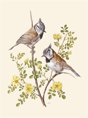 Crested Tit - Anatole Marlin