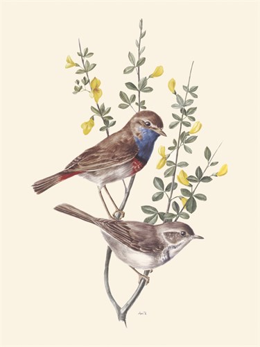 Blue Throat - Anatole Marlin