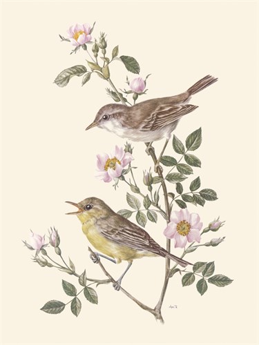 Eastern Olivaceous and Icterine Warblers - Anatole Marlin