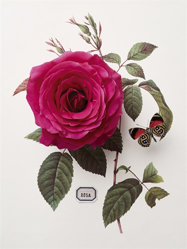 Floral Decoupage - Rosa - Camille Soulayrol