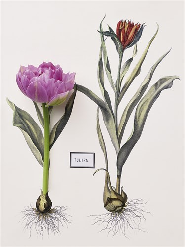 Floral Decoupage - Anthocyanin - Camille Soulayrol