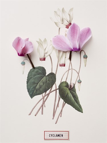 Floral Decoupage - Cyclamen - Camille Soulayrol