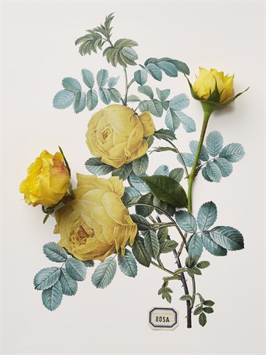 Floral Decoupage - Centifolia Rosa - Camille Soulayrol