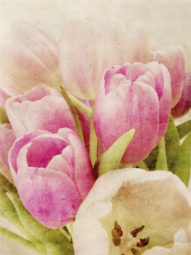 Vintage Tulip I - Collezione Botanica