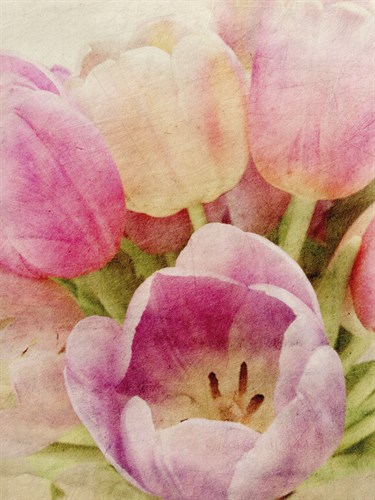 Vintage Tulip II - Collezione Botanica