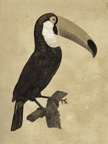 The Vintage Toucan I - Maria Mendez