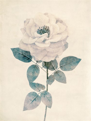 Ethereal Floral I - Collezione Botanica