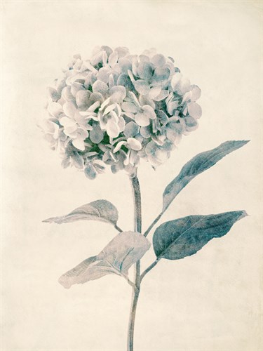 Ethereal Floral III - Collezione Botanica
