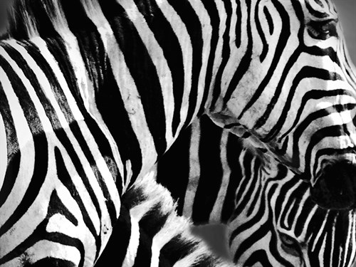 Mirage - Detail - Bobbie Goodrich
