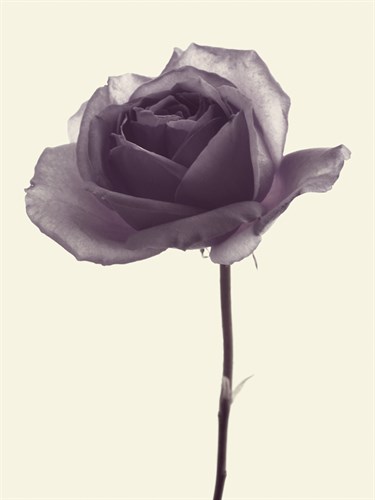 Transparent Rose II - Katja Marzahn