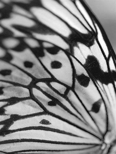 Flutter - Ella Lancaster
