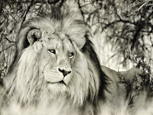 Moketsi Lion - Wink Gaines