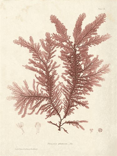 Ptilota plumosa - Henry Bradbury