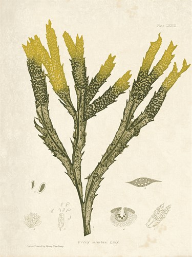 Fucus serratus - Henry Bradbury