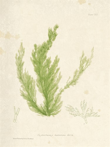 Cladophora laetivirens - Henry Bradbury