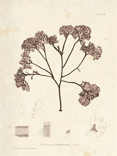 Phyllophora membranifolia - Henry Bradbury