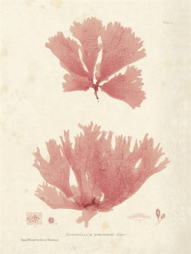 Nitophyllum greville - Henry Bradbury
