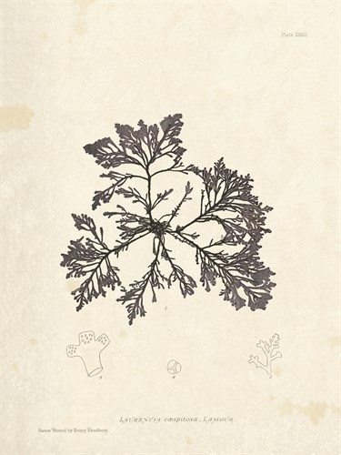 Laurencia caespitosa - Henry Bradbury