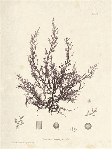 Chondria dasyphylla - Henry Bradbury