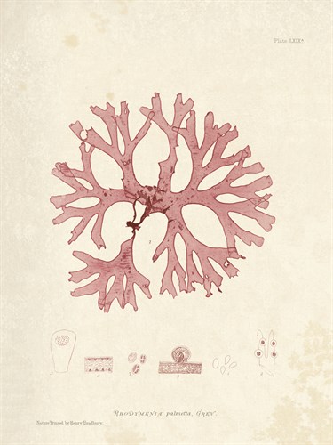 Rhodymenia palmetta - Henry Bradbury