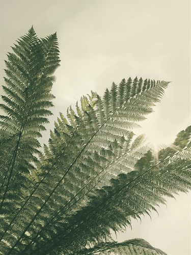 Forest Haven I - Ella Lancaster