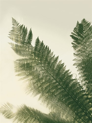Forest Haven II - Ella Lancaster