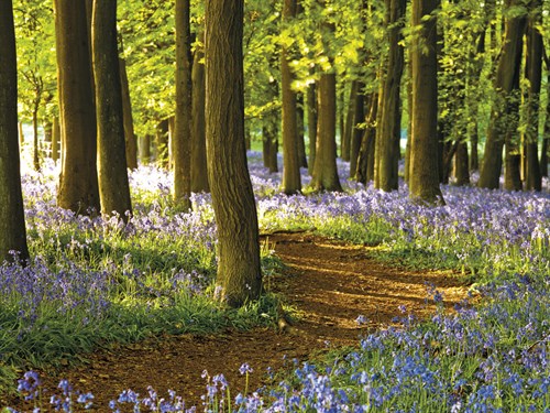 Through the Bluebells - Assaf Frank
