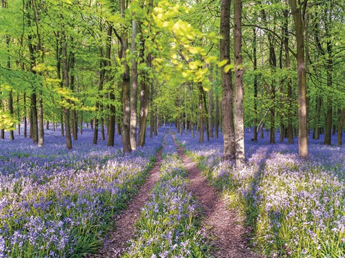 A Bluebell Path - Assaf Frank