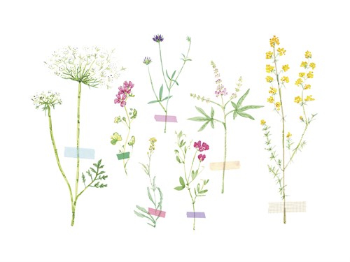 Field Flower Composite - Joelle Wehkamp