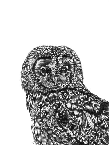 Tawny Owl - Lucy Francis