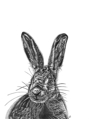 Hare - Lucy Francis