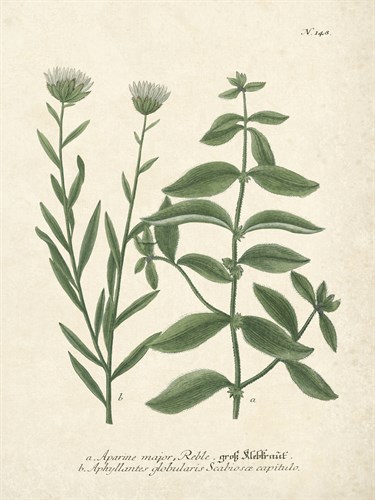 Botanica Aparine Major - The Vintage Collection