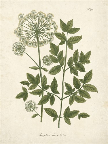 Botanica Angelica - The Vintage Collection
