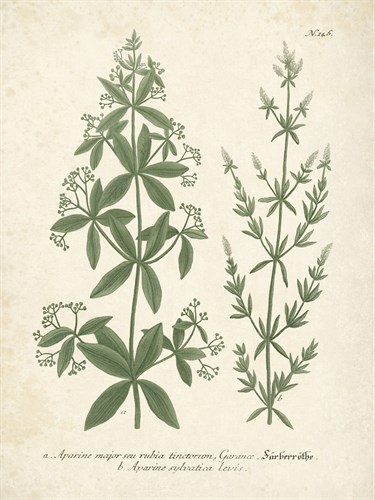Botanica Aparine - The Vintage Collection
