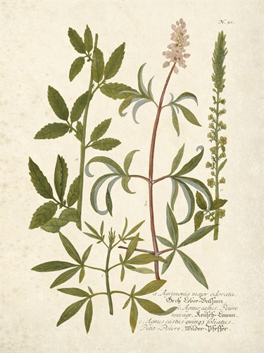 Botanica Agrimonia - The Vintage Collection