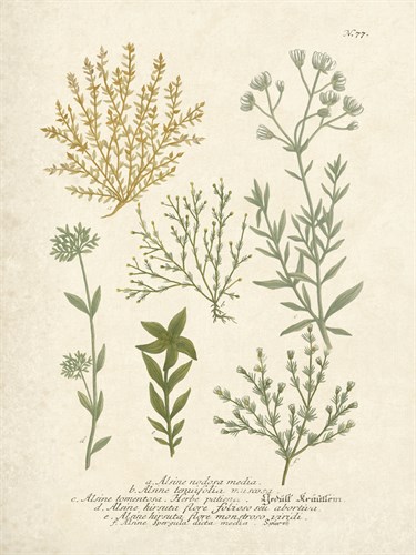Botanica Alsine - The Vintage Collection