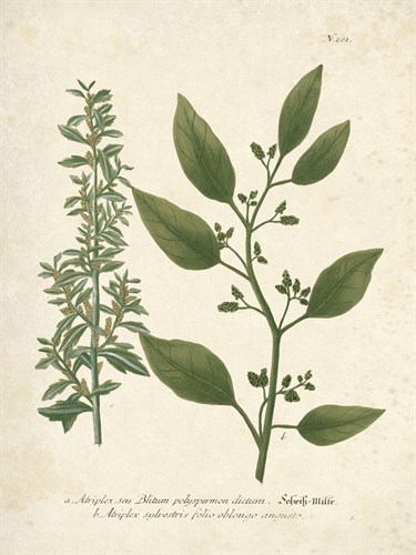 Botanica Atriplex - The Vintage Collection
