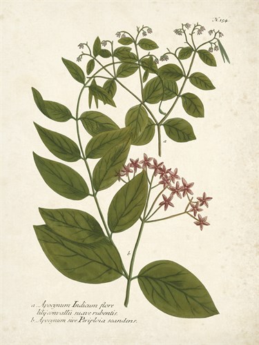 Botanica Apocynum - The Vintage Collection