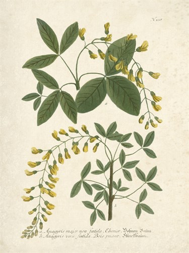 Botanica Anagyris - The Vintage Collection