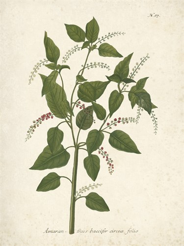 Botanica Baccifer - The Vintage Collection