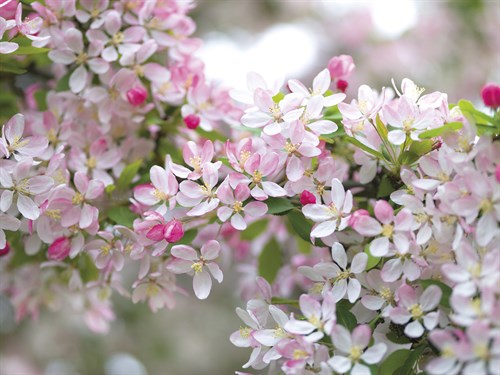 Dancing Blossoms - Assaf Frank