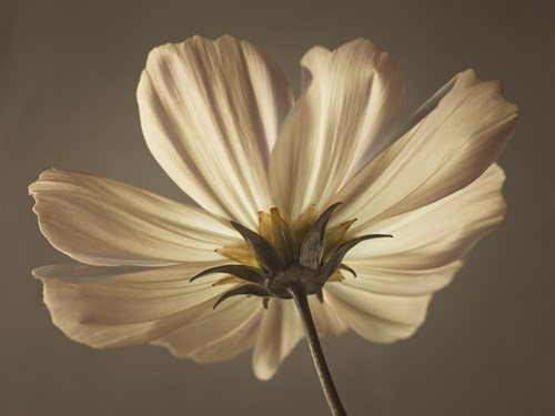Cosmos Reflect - Assaf Frank